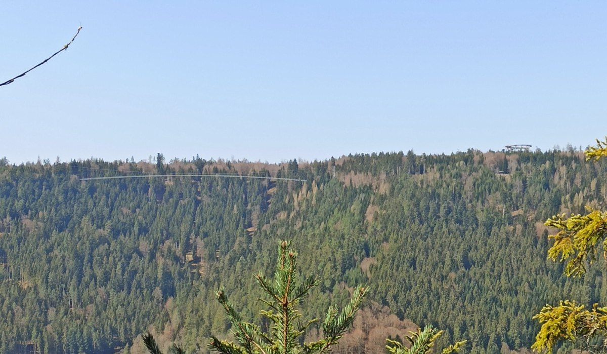Sch&ouml;ner Ausblick vom Heidelbeerpfad r&uuml;ber zum Sommerberg mit Wildline und Baumwipfelpfad, &copy; N&ouml;rdlicher Schwarzwald