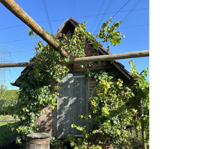 ERLEBNISWOCHENENDE - Wei&szlig;wurstfr&uuml;hst&uuml;ck an der Scheuer beim Weingut H&auml;u&szlig;ermann, &copy; WTM GmbH Waiblingen