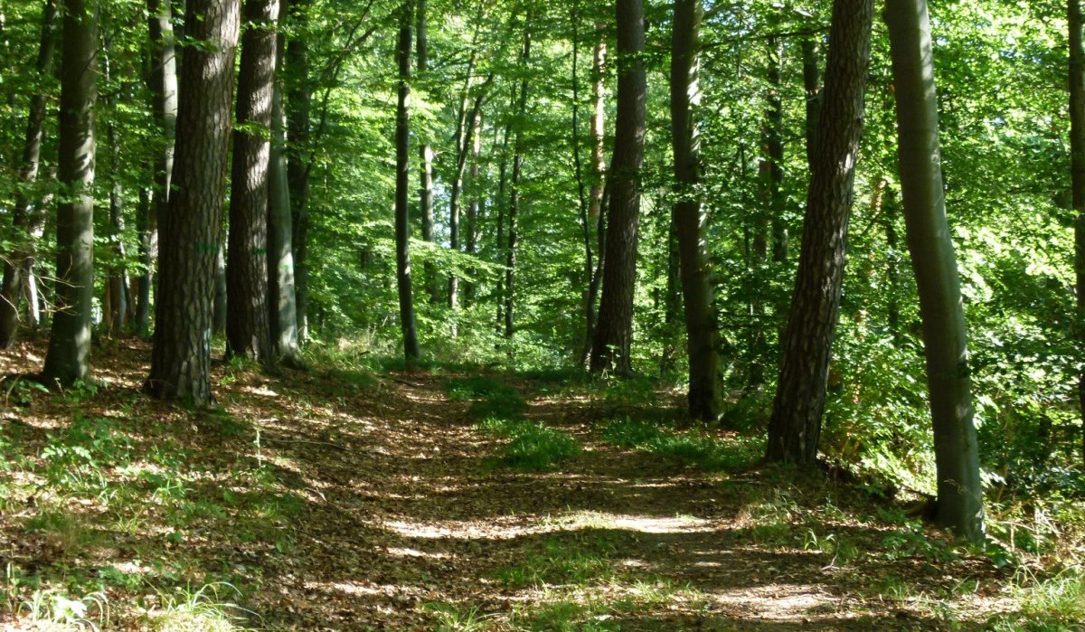Ein schmaler Weg führt durch ein Buchenwäldchen. Sonnenlicht fällt durch das dichte grüne Blätterdach und beleuchtet den Waldboden., © Natur.Nah. Schönbuch & Heckengäu Ein schmaler Weg führt durch ein Buchenwäldchen. Sonnenlicht fällt durch das dichte grüne Blätterdach und beleuchtet den Waldboden., © Natur.Nah. Schönbuch & Heckengäu
