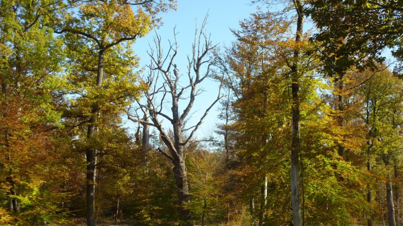 Herbstliche Waldszene mit buntem Laub, kahlem Baum in der Mitte und einem Zaun im Vordergrund. Ein Tier ist im Hintergrund sichtbar., &copy; Natur.Nah. Sch&ouml;nbuch & Heckeng&auml;u