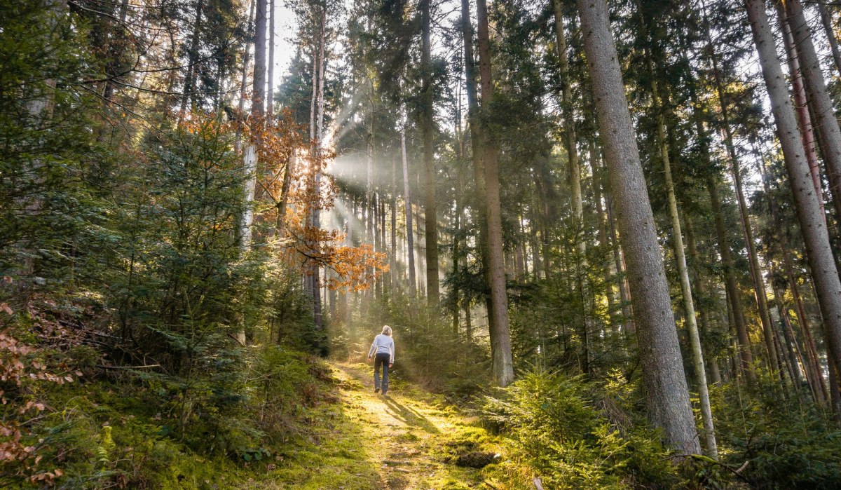 Eine Person wandert auf einem sonnendurchfluteten Waldweg, umgeben von hohen Bäumen und grünem Unterholz., © Nördlicher Schwarzwald