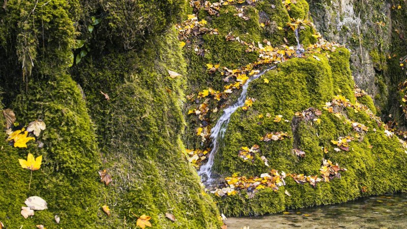 Moosbewachsene Felsen mit kleinen Wasserfällen und bunten Herbstblättern bei den Gütersteiner Wasserfällen in Bad Urach., © SMG, Sarah Schmid Moosbewachsene Felsen mit kleinen Wasserfällen und bunten Herbstblättern bei den Gütersteiner Wasserfällen in Bad Urach., © SMG, Sarah Schmid