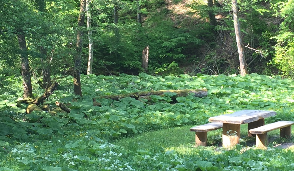 Ein Picknicktisch aus Holz steht in einem grünen Wald, umgeben von üppiger Vegetation und großen Blättern. Sonnenlicht fällt durch die Bäume., © www.pro-cycl.de Ein Picknicktisch aus Holz steht in einem grünen Wald, umgeben von üppiger Vegetation und großen Blättern. Sonnenlicht fällt durch die Bäume., © www.pro-cycl.de