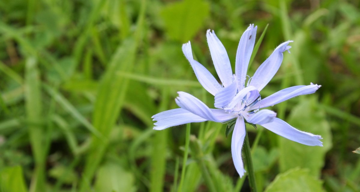 Eine blaue Blume mit gezackten Blütenblättern steht im Fokus vor einem unscharfen grünen Hintergrund., © Natur.Nah. Schönbuch & Heckengäu Eine blaue Blume mit gezackten Blütenblättern steht im Fokus vor einem unscharfen grünen Hintergrund., © Natur.Nah. Schönbuch & Heckengäu