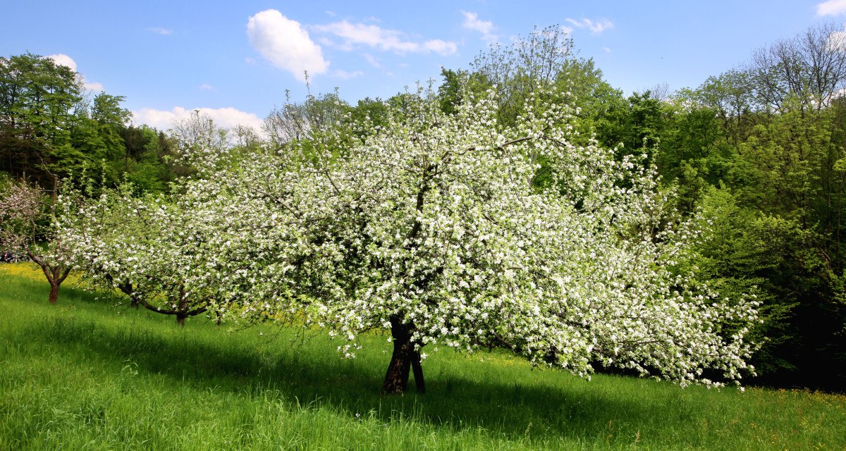 Ein blühender Obstbaum auf einer grünen Wiese unter blauem Himmel. Im Hintergrund sind weitere Bäume und ein Wald zu sehen., © Stadt Schorndorf