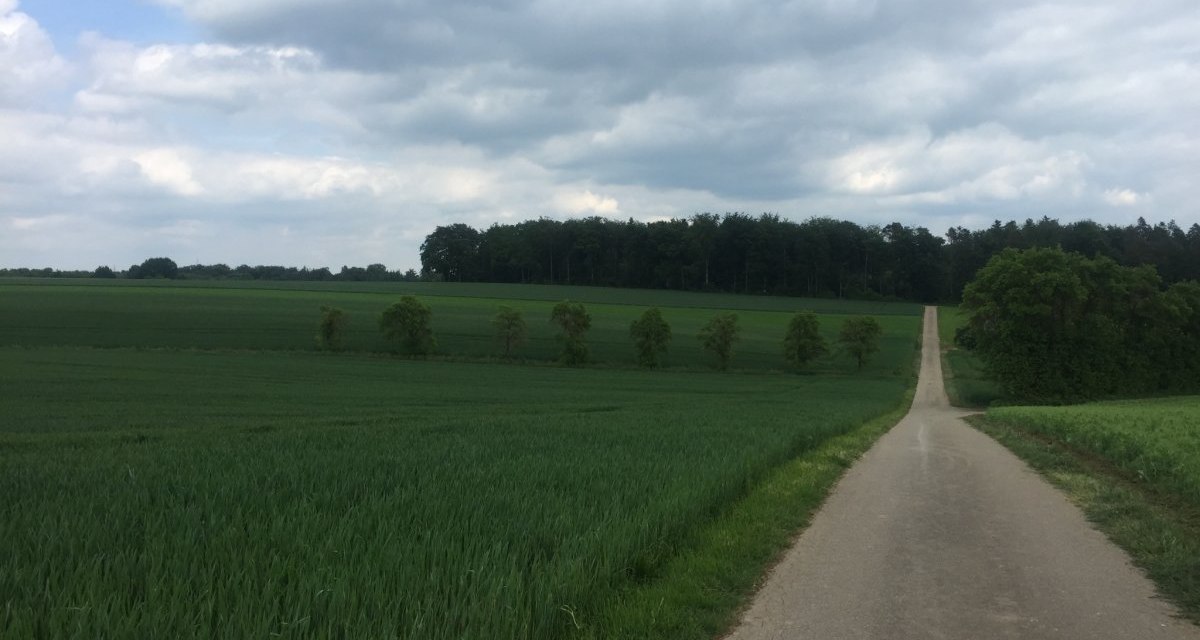 Ein asphaltierter Radweg führt durch grüne Felder, gesäumt von einer Baumreihe. Der Himmel ist bewölkt, was der Szene eine ruhige Atmosphäre verleiht., © www.pro-cycl.de Ein asphaltierter Radweg führt durch grüne Felder, gesäumt von einer Baumreihe. Der Himmel ist bewölkt, was der Szene eine ruhige Atmosphäre verleiht., © www.pro-cycl.de