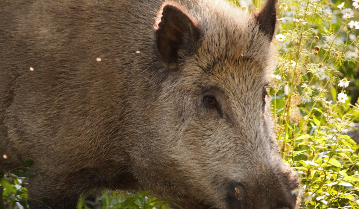 Ein Wildschwein durchstreift eine sonnige, grüne Landschaft, umgeben von Pflanzen und Blumen. Ein Wildschwein durchstreift eine sonnige, grüne Landschaft, umgeben von Pflanzen und Blumen.