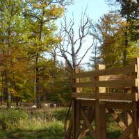 Holzplattform im Wald, umgeben von herbstlichen Bäumen. Im Hintergrund sind Ziegen auf einer Wiese zu sehen., © Natur.Nah. Schönbuch & Heckengäu Holzplattform im Wald, umgeben von herbstlichen Bäumen. Im Hintergrund sind Ziegen auf einer Wiese zu sehen., © Natur.Nah. Schönbuch & Heckengäu