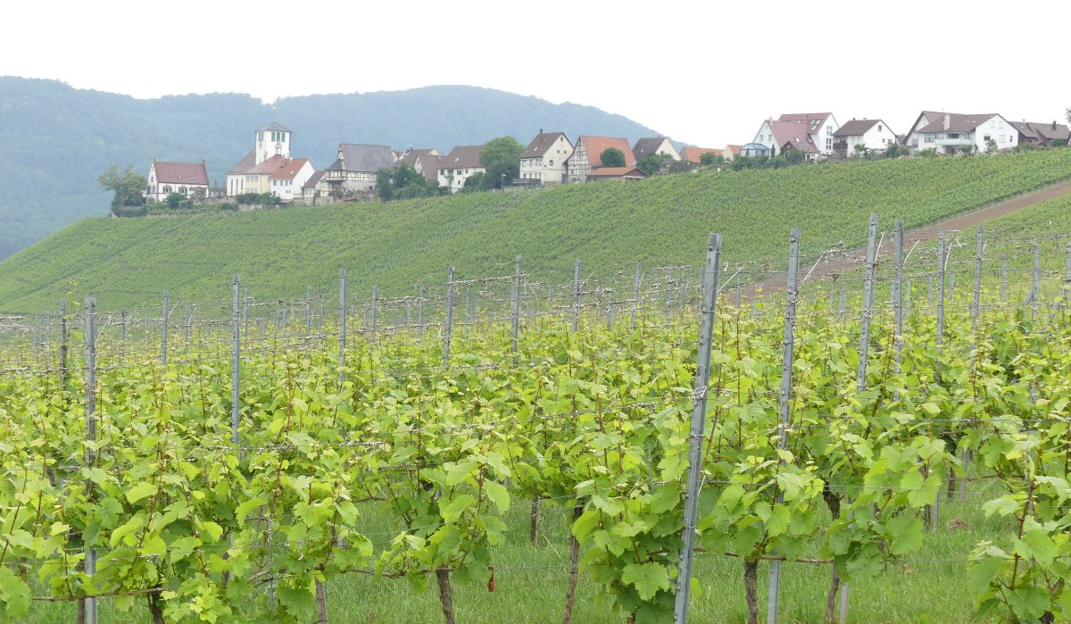 Weinberge im Vordergrund, dahinter ein Dorf mit Kirche auf einem Hügel. Im Hintergrund sind bewaldete Hügel zu sehen., © Stadt Sachsenheim Weinberge im Vordergrund, dahinter ein Dorf mit Kirche auf einem Hügel. Im Hintergrund sind bewaldete Hügel zu sehen., © Stadt Sachsenheim