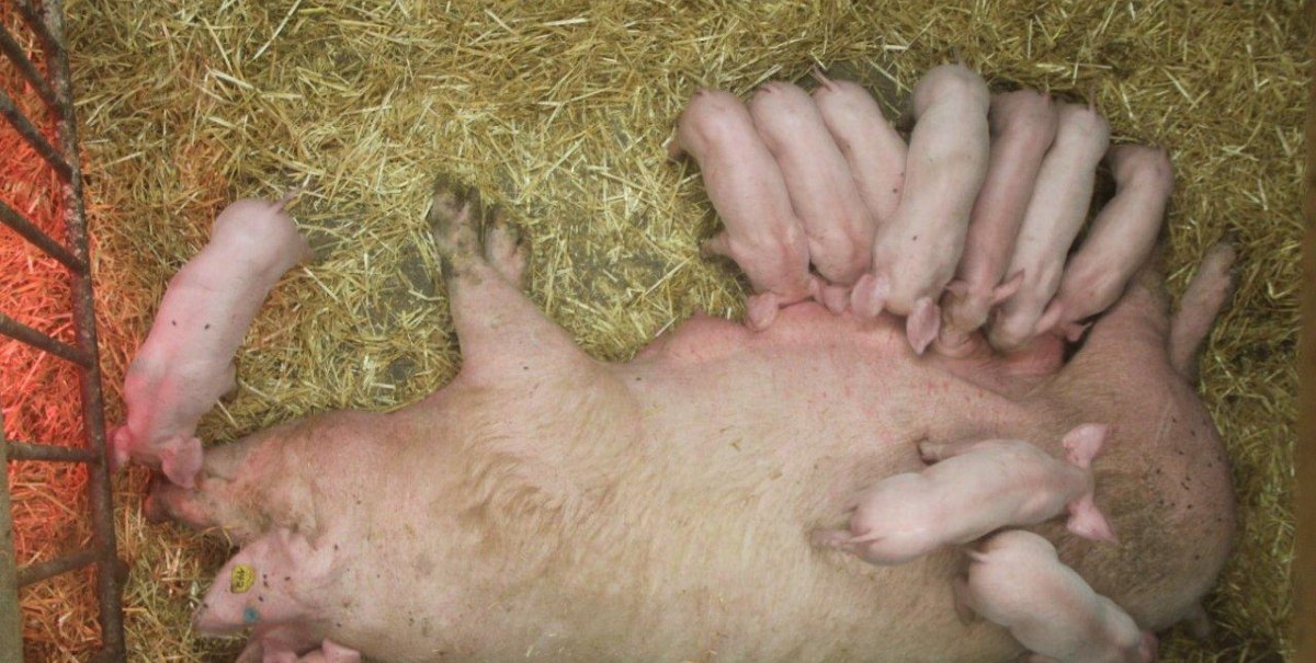 Eine Sau liegt auf Stroh, umgeben von mehreren Ferkeln, die bei ihr trinken. Ein Wärmelicht ist zu sehen.