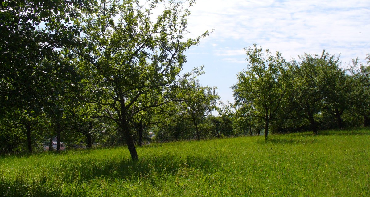 Grüne Wiese mit verstreuten Obstbäumen unter einem blauen Himmel mit einigen Wolken. Die Szene wirkt ruhig und naturbelassen., © Naturfreunde Holzgerlingen/Altdorf