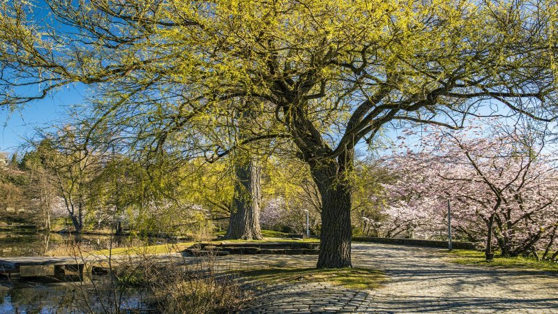 Ein großer Baum mit frischem Laub und blühenden Bäumen im Hintergrund im Klosterseepark Sindelfingen unter klarem, blauem Himmel., © SMG, Sarah Schmid
