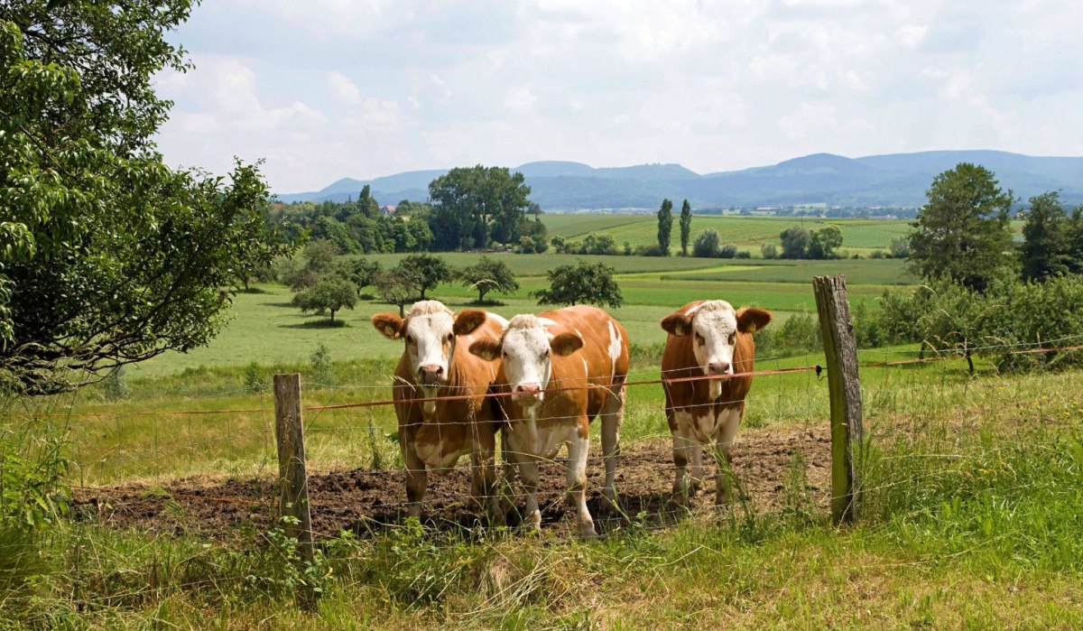 Drei Kühe stehen hinter einem Zaun auf einer grünen Wiese. Im Hintergrund sind Hügel und Bäume zu sehen, der Himmel ist leicht bewölkt., © Landkreis Göppingen Drei Kühe stehen hinter einem Zaun auf einer grünen Wiese. Im Hintergrund sind Hügel und Bäume zu sehen, der Himmel ist leicht bewölkt., © Landkreis Göppingen