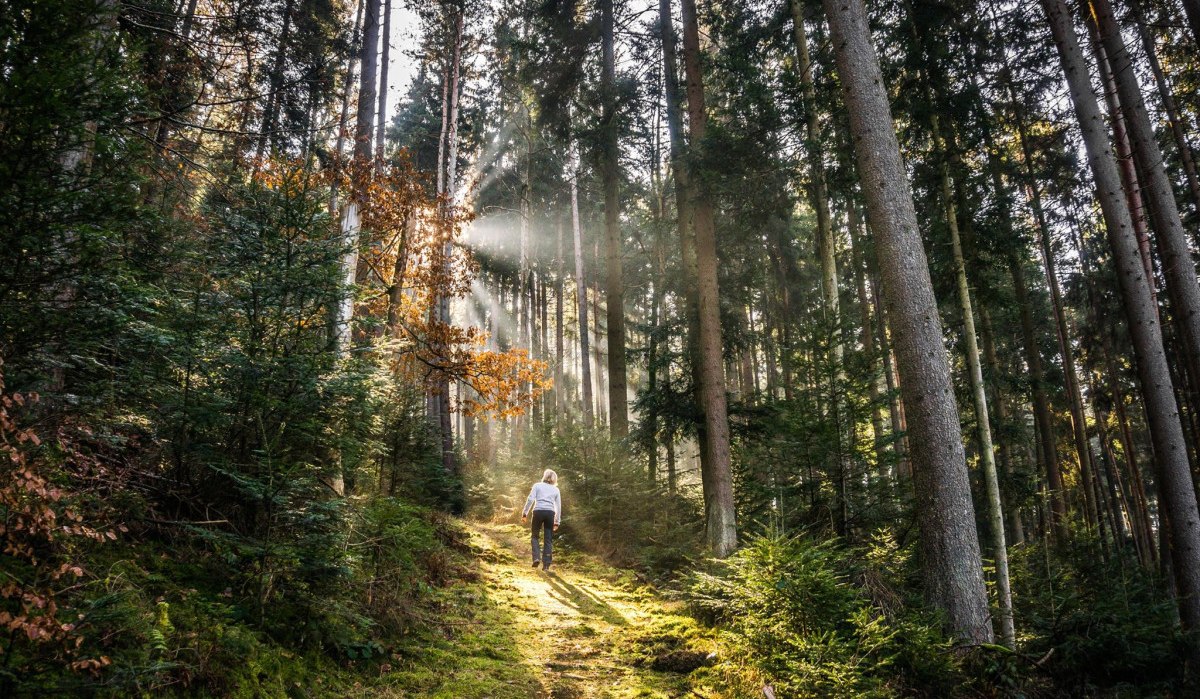 Eine Person wandert auf einem Waldweg, während Sonnenstrahlen durch die hohen Bäume scheinen und den Weg erhellen., © Nördlicher Schwarzwald Eine Person wandert auf einem Waldweg, während Sonnenstrahlen durch die hohen Bäume scheinen und den Weg erhellen., © Nördlicher Schwarzwald