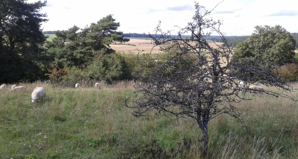 Schafe grasen auf einer grünen Wiese, umgeben von Bäumen und einem kahlen Baum im Vordergrund. Der Himmel ist leicht bewölkt., © Natur.Nah. Schönbuch & Heckengäu Schafe grasen auf einer grünen Wiese, umgeben von Bäumen und einem kahlen Baum im Vordergrund. Der Himmel ist leicht bewölkt., © Natur.Nah. Schönbuch & Heckengäu