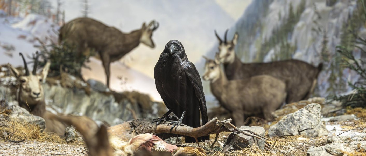 Ein ausgestopfter Rabe auf einem Ast, umgeben von Bergziegen in einer naturgetreuen Diorama-Szene im Naturkundemuseum Schloss Rosenstein., © Stuttgart Marketing GmbH, Sarah Schmid Ein ausgestopfter Rabe auf einem Ast, umgeben von Bergziegen in einer naturgetreuen Diorama-Szene im Naturkundemuseum Schloss Rosenstein., © Stuttgart Marketing GmbH, Sarah Schmid