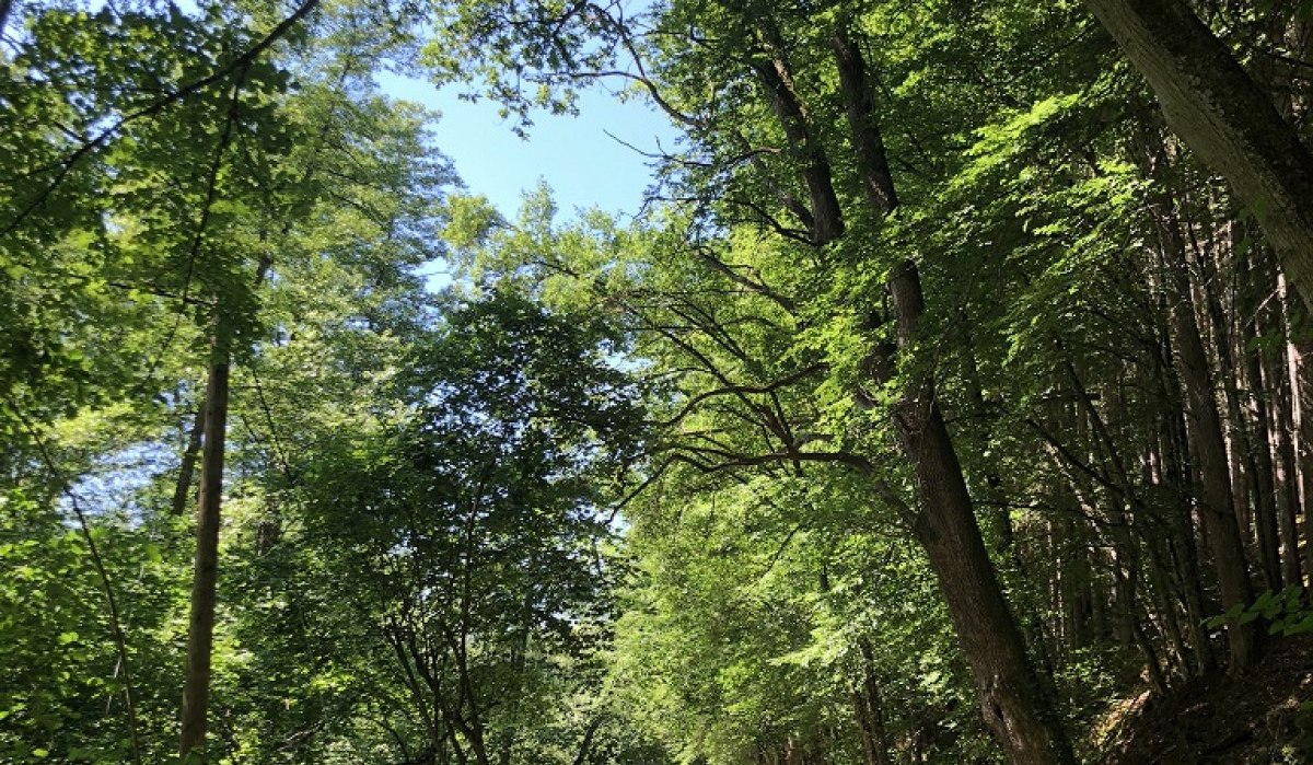 Ein schmaler Weg führt durch einen dichten, grünen Wald. Die Bäume spenden Schatten und das Sonnenlicht fällt durch das Blätterdach., © Touristik und Marketing GmbH Ein schmaler Weg führt durch einen dichten, grünen Wald. Die Bäume spenden Schatten und das Sonnenlicht fällt durch das Blätterdach., © Touristik und Marketing GmbH