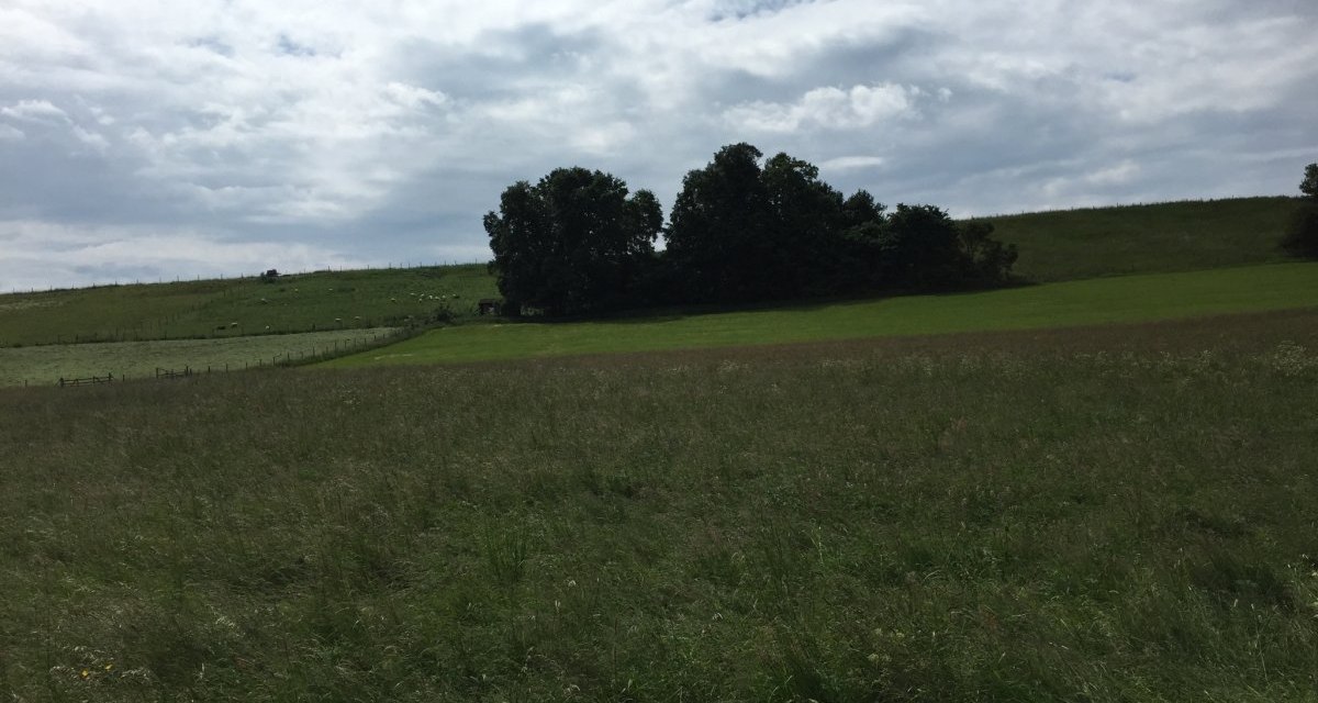 Gr&uuml;ne Wiese mit vereinzelten Schafen und B&auml;umen im Hintergrund. Der Himmel ist bew&ouml;lkt und die Landschaft wirkt ruhig und friedlich., &copy; www.pro-cycl.de