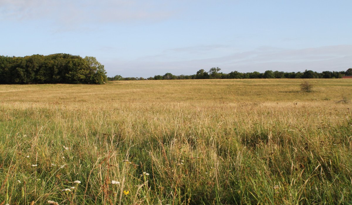 Eine weite Wiese mit hohem Gras und vereinzelten Blumen, im Hintergrund eine Baumreihe unter einem klaren blauen Himmel.