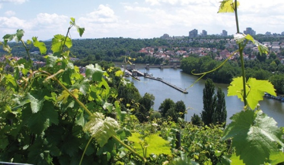 Weinreben im Vordergrund, dahinter ein Fluss mit Brücke und eine Stadtlandschaft unter blauem Himmel., © Stuttgart-Marketing GmbH