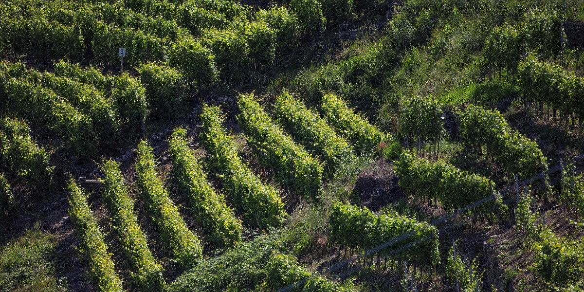 Steile Weinberge in Besigheim mit dicht bepflanzten Rebenreihen, die in der Sonne leuchten. Die Landschaft ist grün und üppig., © Stuttgart-Marketing GmbH Steile Weinberge in Besigheim mit dicht bepflanzten Rebenreihen, die in der Sonne leuchten. Die Landschaft ist grün und üppig., © Stuttgart-Marketing GmbH