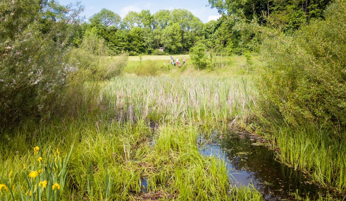 Ein Feuchtgebiet mit dichtem Schilf und gelben Blumen, umgeben von Bäumen. Im Hintergrund sind Menschen zu sehen, die das Gebiet erkunden., © hochgehberge Ein Feuchtgebiet mit dichtem Schilf und gelben Blumen, umgeben von Bäumen. Im Hintergrund sind Menschen zu sehen, die das Gebiet erkunden., © hochgehberge