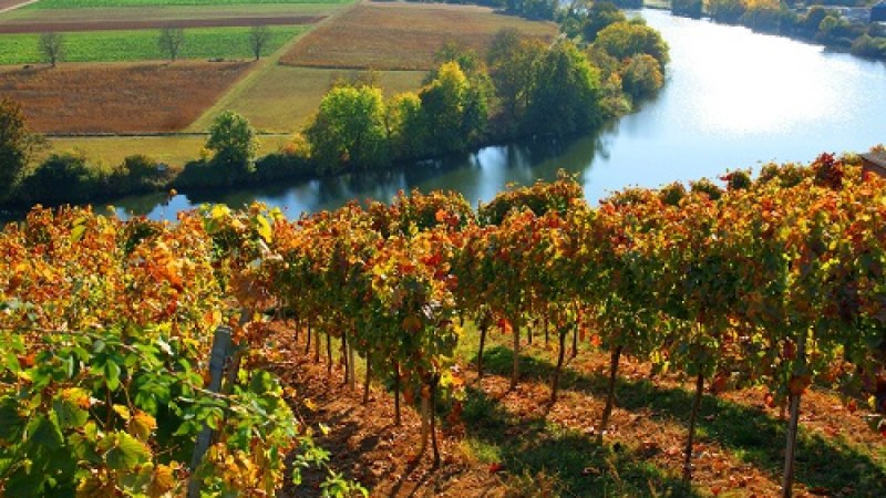 Weinreben auf einer Terrasse, im Vordergrund herbstliche Blätter. Im Hintergrund ein Fluss und Felder, die in der Sonne leuchten., © 3B-Tourismus-Team Weinreben auf einer Terrasse, im Vordergrund herbstliche Blätter. Im Hintergrund ein Fluss und Felder, die in der Sonne leuchten., © 3B-Tourismus-Team
