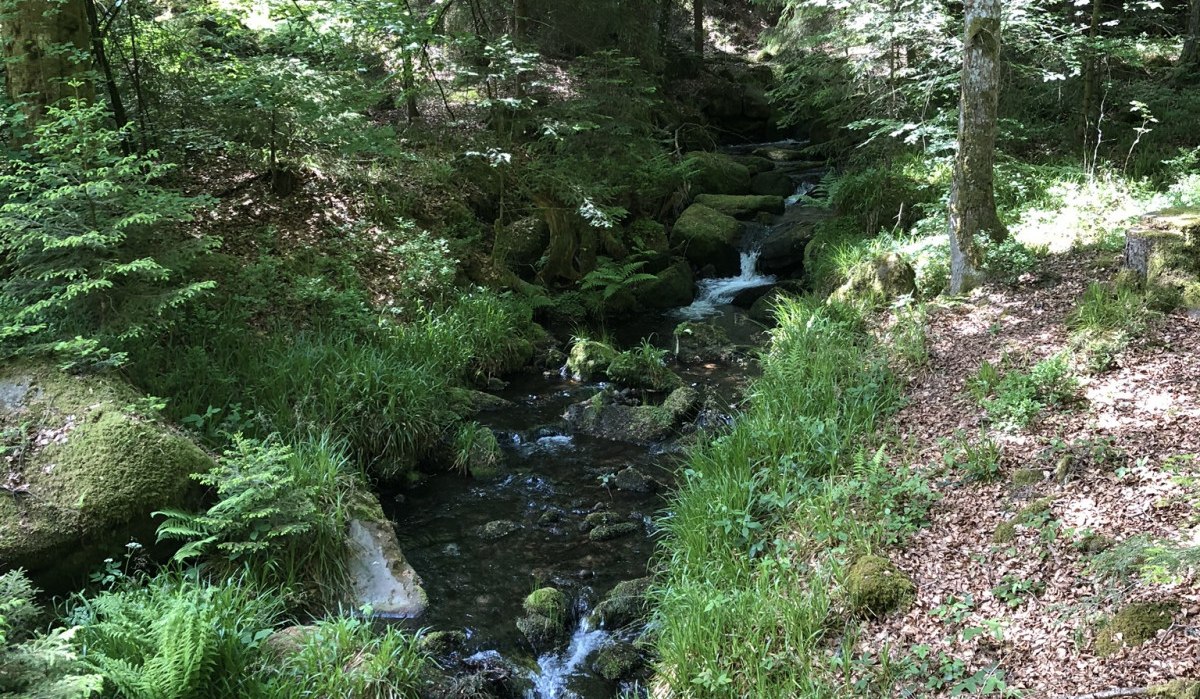 Ein kleiner Bach fließt durch einen grünen Wald. Moos und Farne säumen das Ufer, Sonnenlicht fällt durch die Blätter., © Nördlicher Schwarzwald Ein kleiner Bach fließt durch einen grünen Wald. Moos und Farne säumen das Ufer, Sonnenlicht fällt durch die Blätter., © Nördlicher Schwarzwald