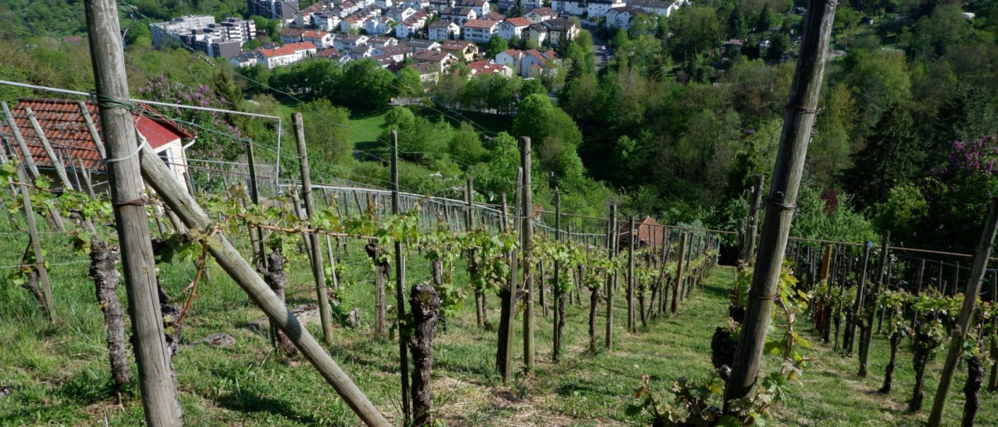 Ein Weinberg mit grünen Reben auf einem Hang. Im Hintergrund ist eine Stadt mit vielen Häusern und Bäumen zu sehen., © Steilwerk Rohracker Ein Weinberg mit grünen Reben auf einem Hang. Im Hintergrund ist eine Stadt mit vielen Häusern und Bäumen zu sehen., © Steilwerk Rohracker