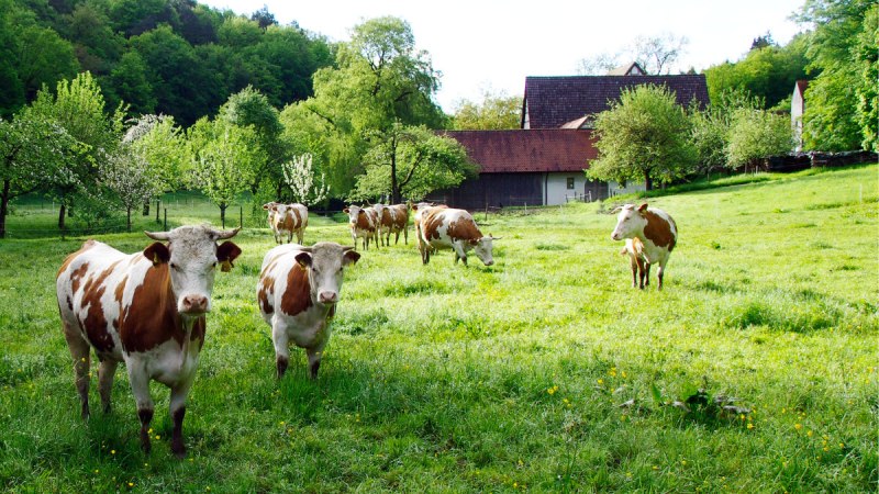 Kühe grasen auf einer saftigen Wiese vor einem Bauernhof. Im Hintergrund sind Bäume und ein Gebäude mit rotem Dach zu sehen. Kühe grasen auf einer saftigen Wiese vor einem Bauernhof. Im Hintergrund sind Bäume und ein Gebäude mit rotem Dach zu sehen.
