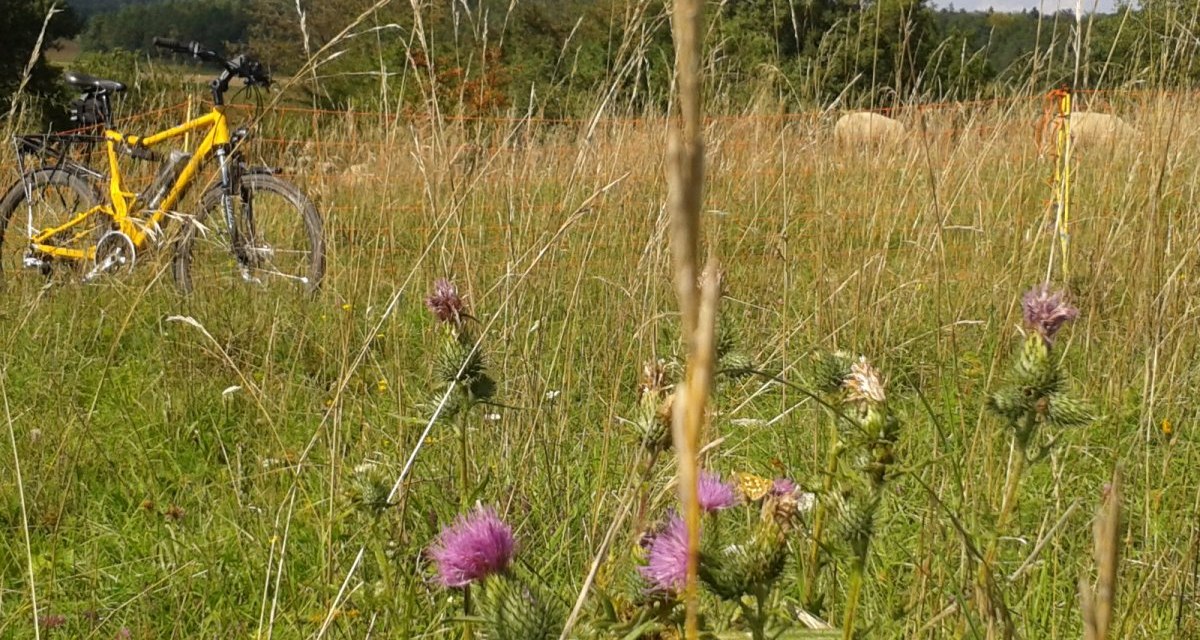 Gelbes Fahrrad auf einer Wiese, lila Distelblüten im Vordergrund, Bäume und blauer Himmel im Hintergrund., © Natur.Nah. Schönbuch & Heckengäu Gelbes Fahrrad auf einer Wiese, lila Distelblüten im Vordergrund, Bäume und blauer Himmel im Hintergrund., © Natur.Nah. Schönbuch & Heckengäu