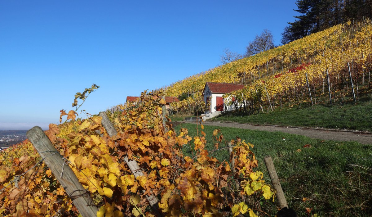 Ein Weinberg in herbstlichen Farben mit einem kleinen Gebäude, umgeben von gelben und roten Weinreben unter klarem, blauem Himmel.