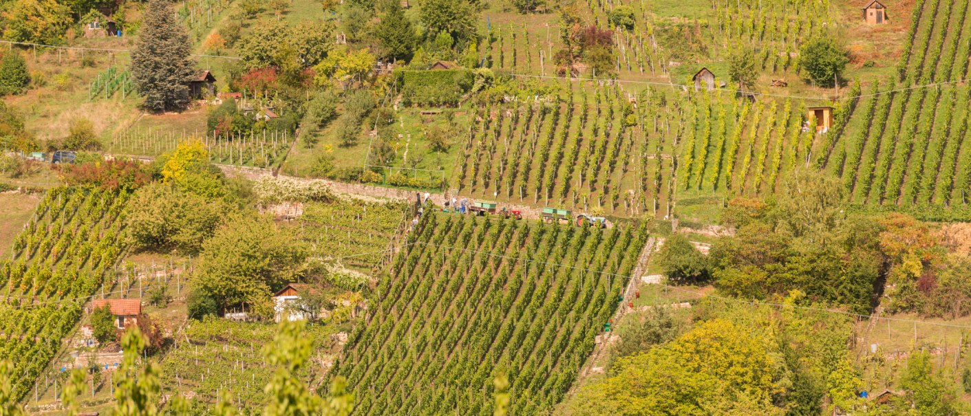 Burghalde Rohracker, © Steilwerk Rohracker