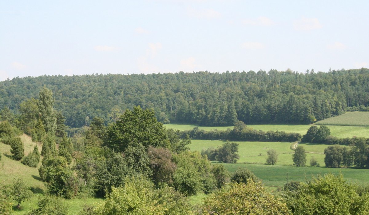 Grüne Wiesen und Bäume vor einem dichten Wald unter blauem Himmel., © Natur.Nah. Schönbuch & Heckengäu Grüne Wiesen und Bäume vor einem dichten Wald unter blauem Himmel., © Natur.Nah. Schönbuch & Heckengäu