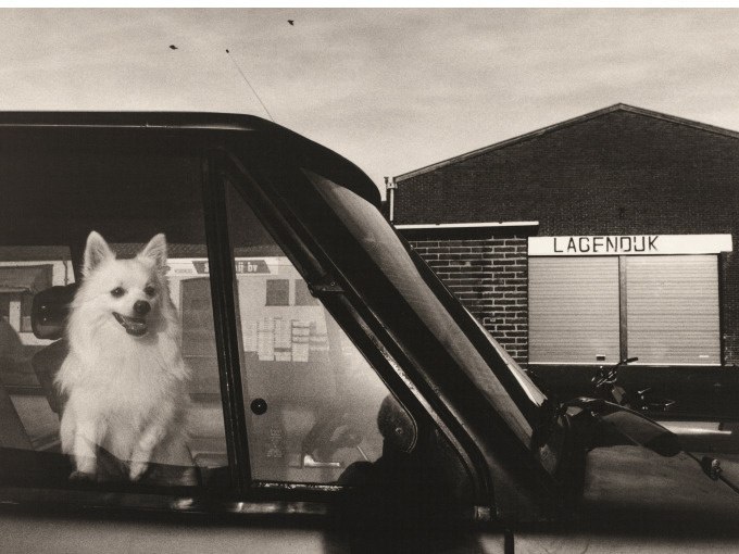 Ein wei&szlig;er Hund sitzt im Auto, schaut aus dem Fenster. Im Hintergrund ein Geb&auml;ude mit der Aufschrift 'LAGENDIJK'., &copy; Kunsthalle G&ouml;ppingen