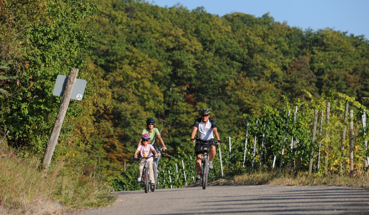 Drei Personen fahren mit Fahrrädern auf einem Weg durch eine grüne Landschaft mit Bäumen und Weinreben., © Land der 1000 Hügel - Kraichgau-Stromberg Drei Personen fahren mit Fahrrädern auf einem Weg durch eine grüne Landschaft mit Bäumen und Weinreben., © Land der 1000 Hügel - Kraichgau-Stromberg