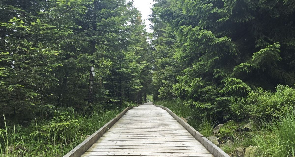 Ein Holzsteg führt durch einen dichten, grünen Wald im Hochmoor Kaltenbronn. Der Weg ist von hohen Bäumen umgeben., © www.pro-cycl.de Ein Holzsteg führt durch einen dichten, grünen Wald im Hochmoor Kaltenbronn. Der Weg ist von hohen Bäumen umgeben., © www.pro-cycl.de