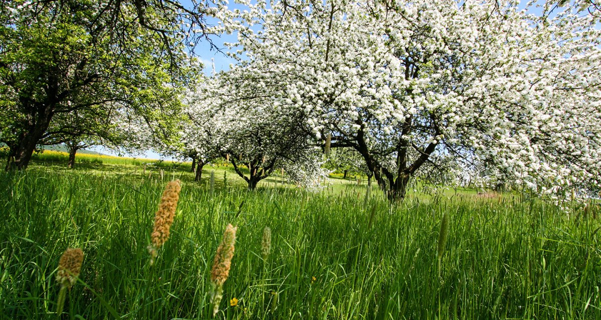 Rems-Murr-Wanderweg - Etappe 2: Winnenden-Rudersberg - Wanderweg:Regionaler Wanderweg mit Start in Winnenden Rems-Murr-Wanderweg - Etappe 2: Winnenden-Rudersberg - Wanderweg:Regionaler Wanderweg mit Start in Winnenden