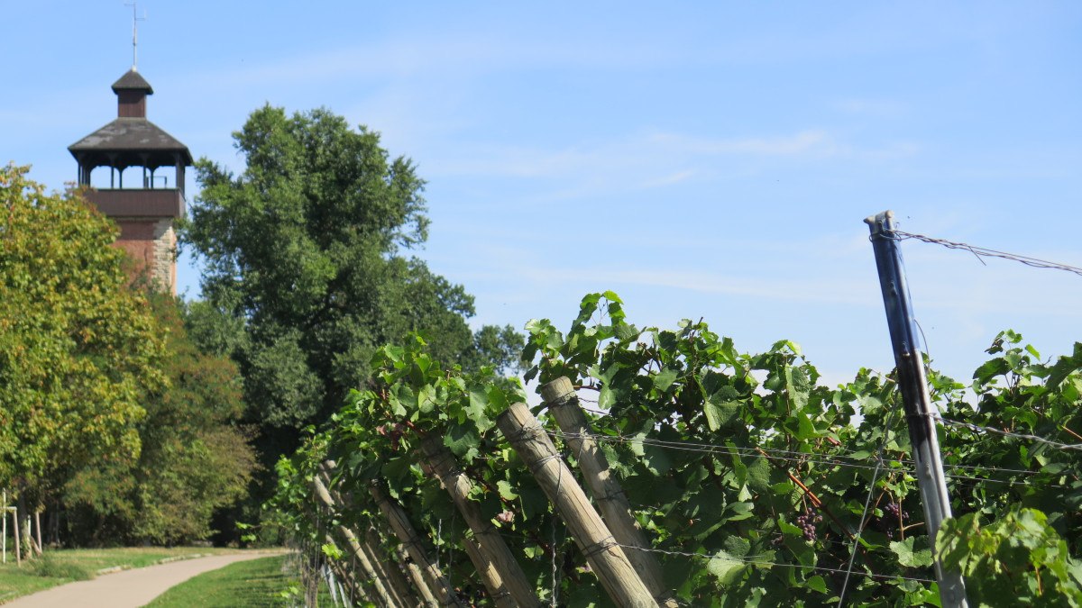 Weinreben wachsen in Reihen, während im Hintergrund der Burgholzhofturm und Bäume zu sehen sind. Der Himmel ist klar und blau., © Stuttgart-Marketing GmbH Weinreben wachsen in Reihen, während im Hintergrund der Burgholzhofturm und Bäume zu sehen sind. Der Himmel ist klar und blau., © Stuttgart-Marketing GmbH