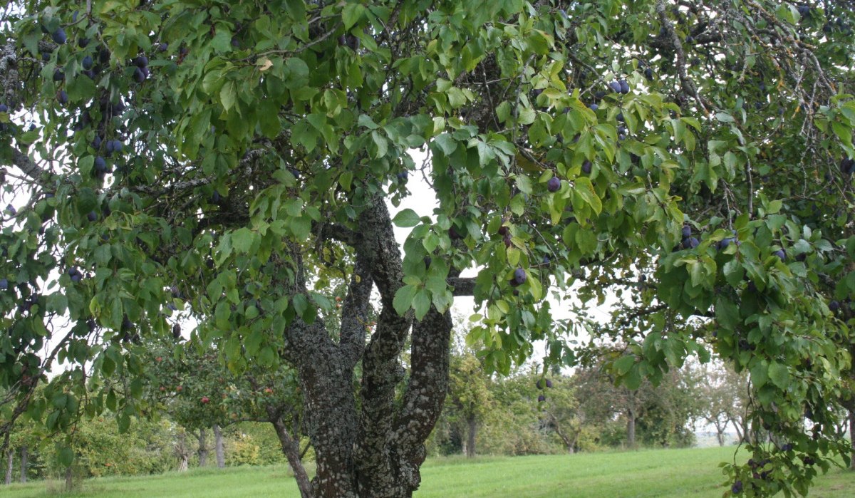 Ein Pflaumenbaum voller reifer Früchte steht auf einer grünen Wiese. Die Blätter sind dicht und grün, die Pflaumen dunkelviolett., © Natur.Nah. Schönbuch & Heckengäu Ein Pflaumenbaum voller reifer Früchte steht auf einer grünen Wiese. Die Blätter sind dicht und grün, die Pflaumen dunkelviolett., © Natur.Nah. Schönbuch & Heckengäu