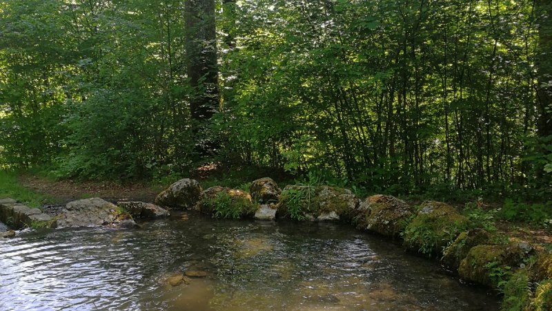 Ein kleiner Teich im Wald, umgeben von &uuml;ppigem Gr&uuml;n und B&auml;umen, mit klarem Wasser und Steinen am Ufer., &copy; Bad Urach Tourismus