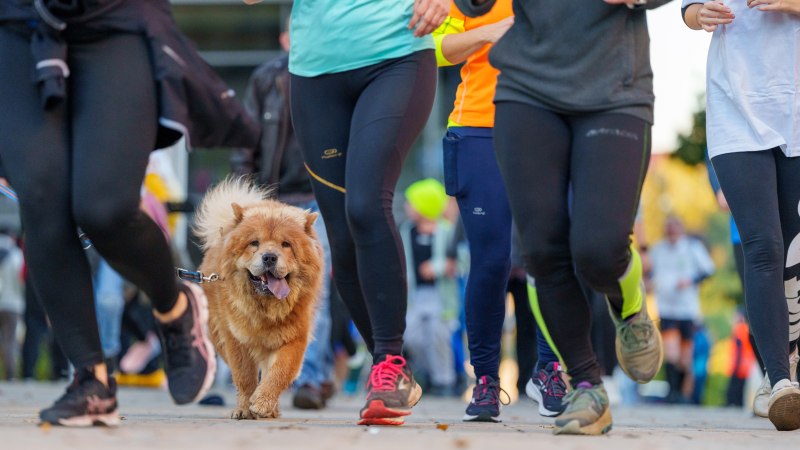 L&auml;ufer und ein flauschiger Hund nehmen am Stadtlauf N&uuml;rtingen 2022 teil. Der Hund l&auml;uft fr&ouml;hlich zwischen den Teilnehmern., &copy; Stadt N&uuml;rtingen