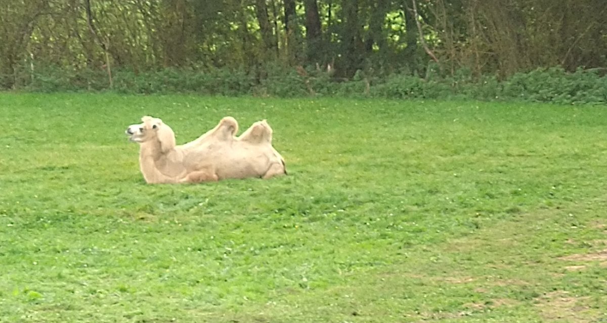 Kamele bei Buchengehren, &copy; J&uuml;rgen Schirle