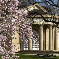 Ein blühender Magnolienbaum steht vor einem historischen Gebäude mit Säulen im Kurpark Bad Cannstatt., © Stuttgart Marketing GmbH, Sarah Schmid