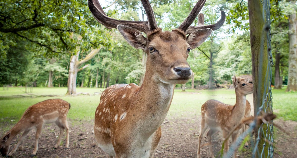 Ein Damhirsch mit Geweih im Wildgehege Markwasen, umgeben von Bäumen und zwei weiteren Hirschen im Hintergrund., © hochgehberge Ein Damhirsch mit Geweih im Wildgehege Markwasen, umgeben von Bäumen und zwei weiteren Hirschen im Hintergrund., © hochgehberge