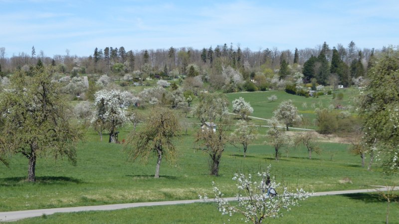 Blühende Obstbäume verteilen sich auf einer grünen Wiese, umgeben von Wald und unter einem klaren blauen Himmel., © Natur.Nah. Schönbuch & Heckengäu Blühende Obstbäume verteilen sich auf einer grünen Wiese, umgeben von Wald und unter einem klaren blauen Himmel., © Natur.Nah. Schönbuch & Heckengäu