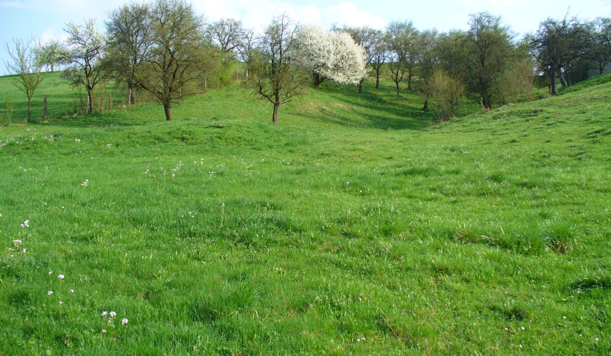 Grüne Buckelwiese mit verstreuten Bäumen, darunter ein blühender Baum. Der Himmel ist blau mit einigen Wolken., © Naturfreunde Holzgerlingen/Altdorf