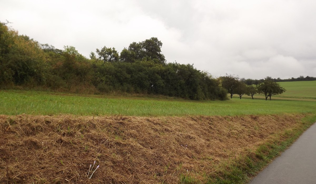 Grüne Wiese mit Bäumen im Hintergrund, bewölkter Himmel. Ein Weg verläuft am rechten Bildrand., © Natur.Nah. Schönbuch & Heckengäu Grüne Wiese mit Bäumen im Hintergrund, bewölkter Himmel. Ein Weg verläuft am rechten Bildrand., © Natur.Nah. Schönbuch & Heckengäu