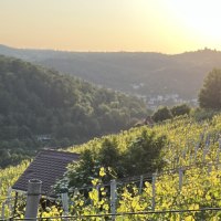 Ein Weinberg am Schimmelh&uuml;ttenweg bei Sonnenuntergang. Im Hintergrund sind bewaldete H&uuml;gel und ein kleines Haus zu sehen., &copy; weinvomhaigst