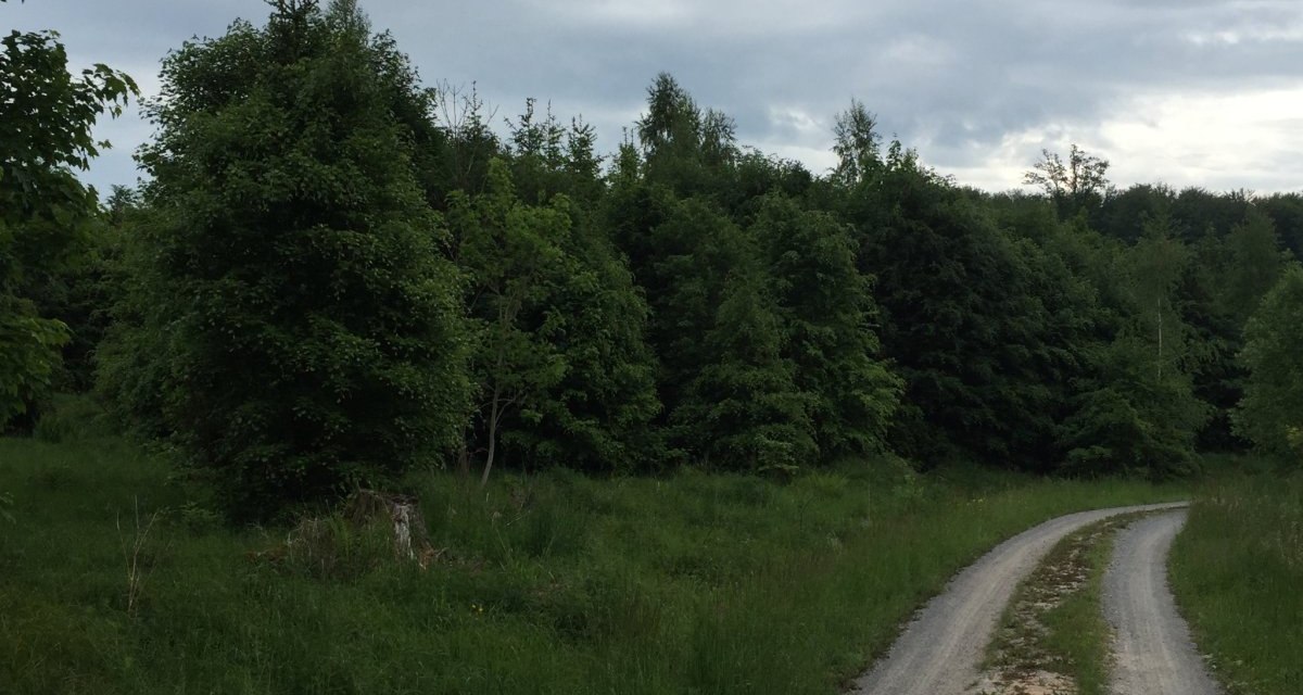 Ein schmaler Weg schl&auml;ngelt sich durch eine gr&uuml;ne Waldlandschaft unter einem bew&ouml;lkten Himmel., &copy; www.pro-cycl.de